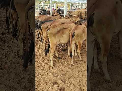 FEIRA DO GADO EM CIPÓ BA
