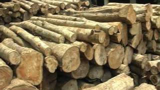 preview picture of video 'Legal and illegal logging.mov'