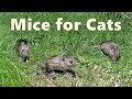 Cat TV : Mice for Cats to Watch ~ Mouse Squeaking for Cats  🐭 8 HOURS 🐭
