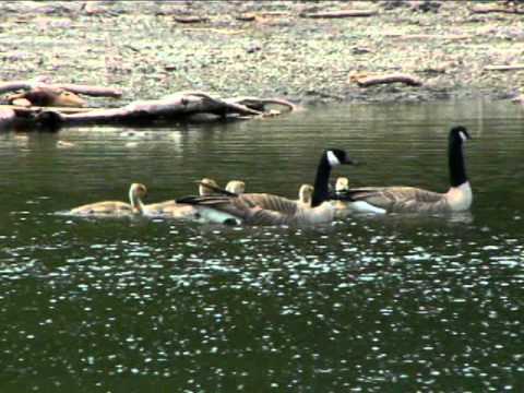 Ossian - Ma Rovin Eye