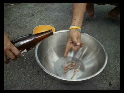 Description de la vidéo