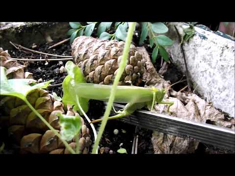 Frieden wird nicht mit Waffen gemacht....