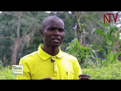 SEEDS OF GOLD: How to successfully grow ginger