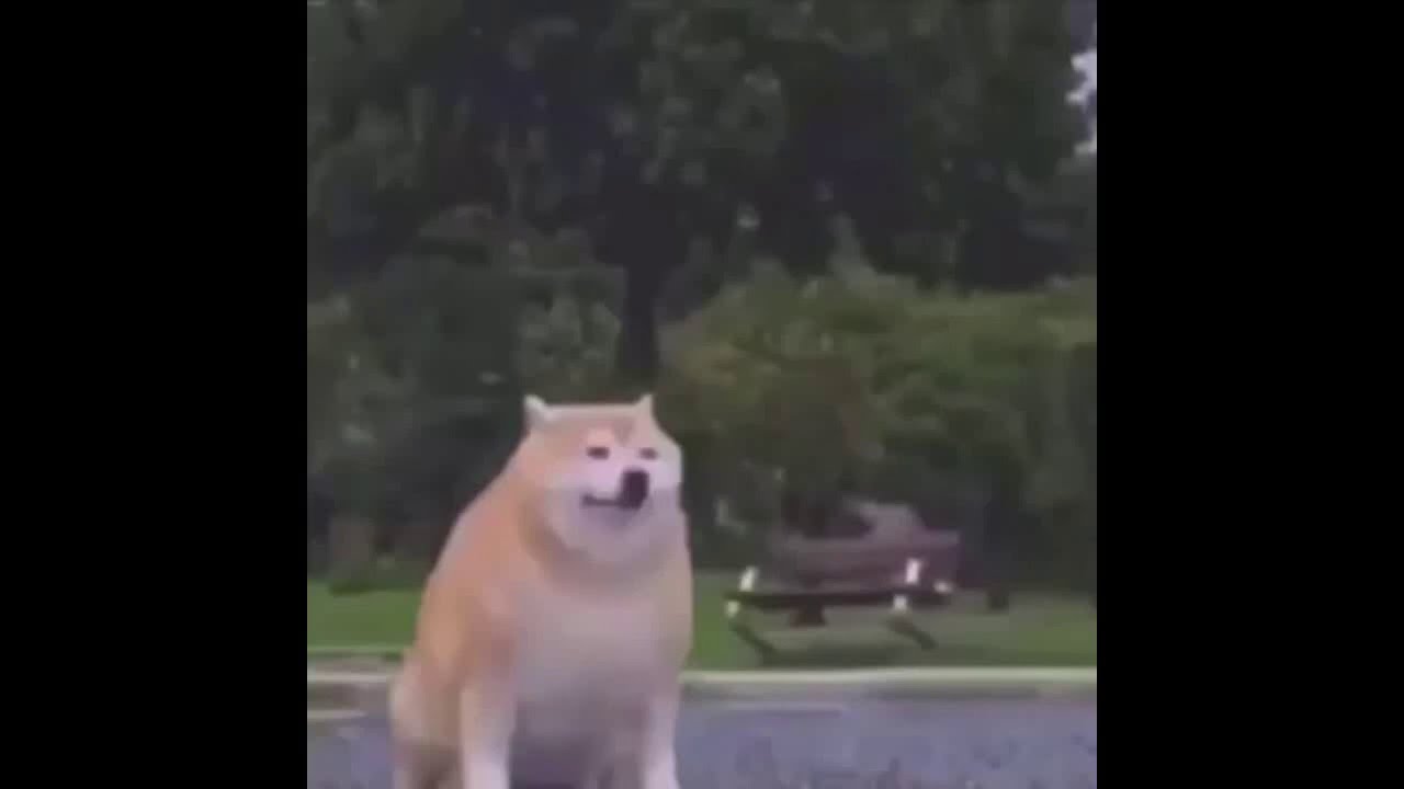 dog disappearing meme