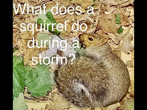 What Does a Squirrel Do During a Storm? | My Backyard Friends