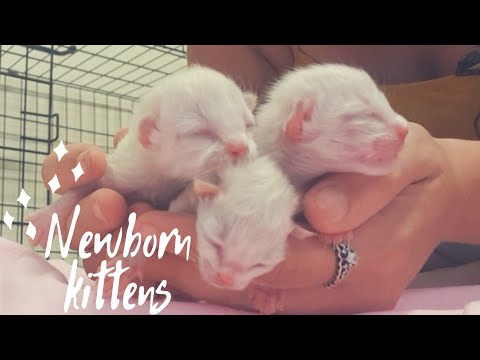 Weighing and feeding newborn ragdoll kittens