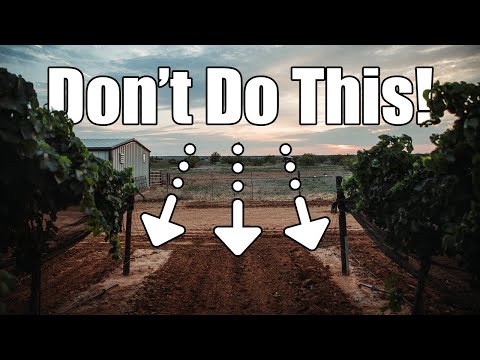 What I Wish I Knew Before I Started My Vineyard