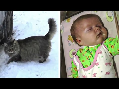 Baby Is Abandoned And Left To Freeze To Death, But Now Watch What This Cat Does