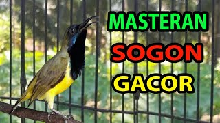 Download lagu Pancingan agar SOGON Cepat BUNYI - Pancingan sogok ontong Bakalan agar NYAUT GACOR #12 -Ocehan Sogon mp3 Download lagu Pancingan agar SOGON Cepat BUNYI - Pancingan sogok ontong Bakalan agar NYAUT GACOR #12 -Ocehan Sogon mp3