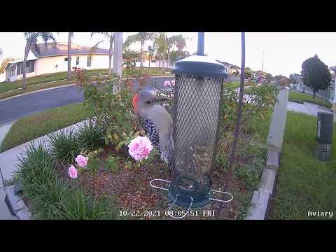 Aviary Woodpecker VS Bird Feeder