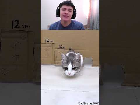 TATLI KEDİ Tüm Deliklerden GEÇEBİLİR Mİ🥰🐱