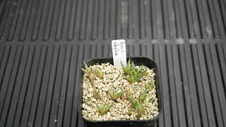 [品種紹介] 多肉植物 Agave albopilosa [アガベ アルボピロサ] 実生2年目