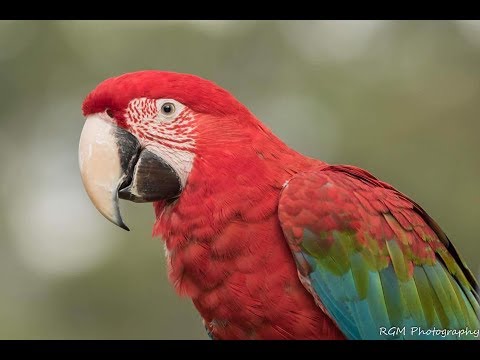 Outdoor Fun with Macaws, Cockatoos & Alexandrines