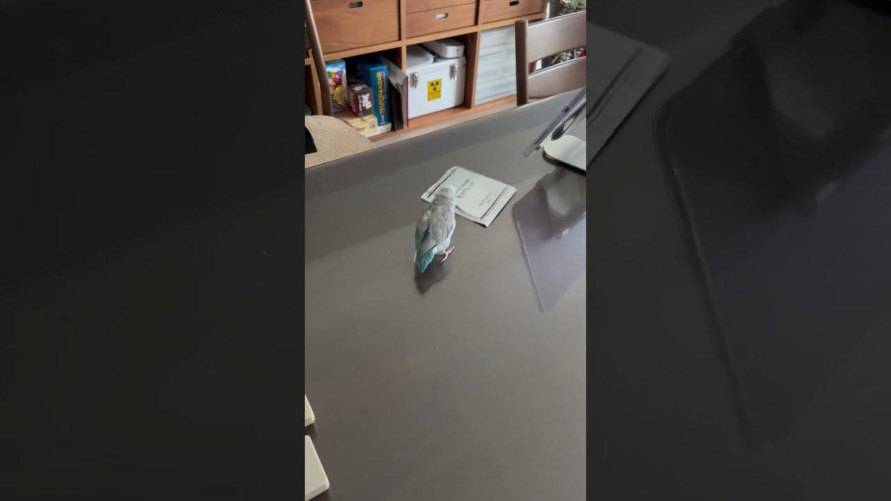 サーファー？マメちゃん