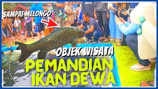 Download lagu Wisata pemandian ikan dewa di Cibulan Kuningan Jawa Barat mp3