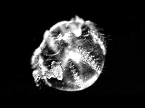 SevenDoors - Megapetra (Exploited)