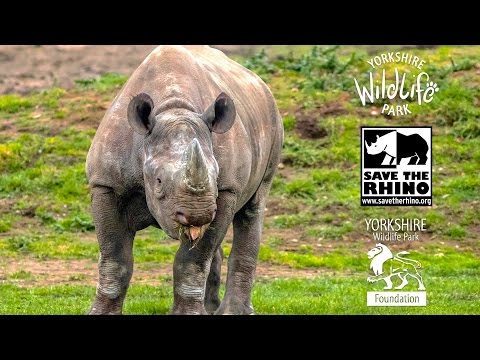 YWP Foundation Supporting 'Save the Rhino International' in Kenya