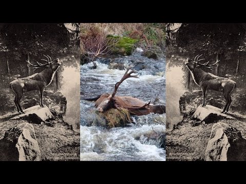 Wildlife and forest in the Harz National Park - Death in the Ilse