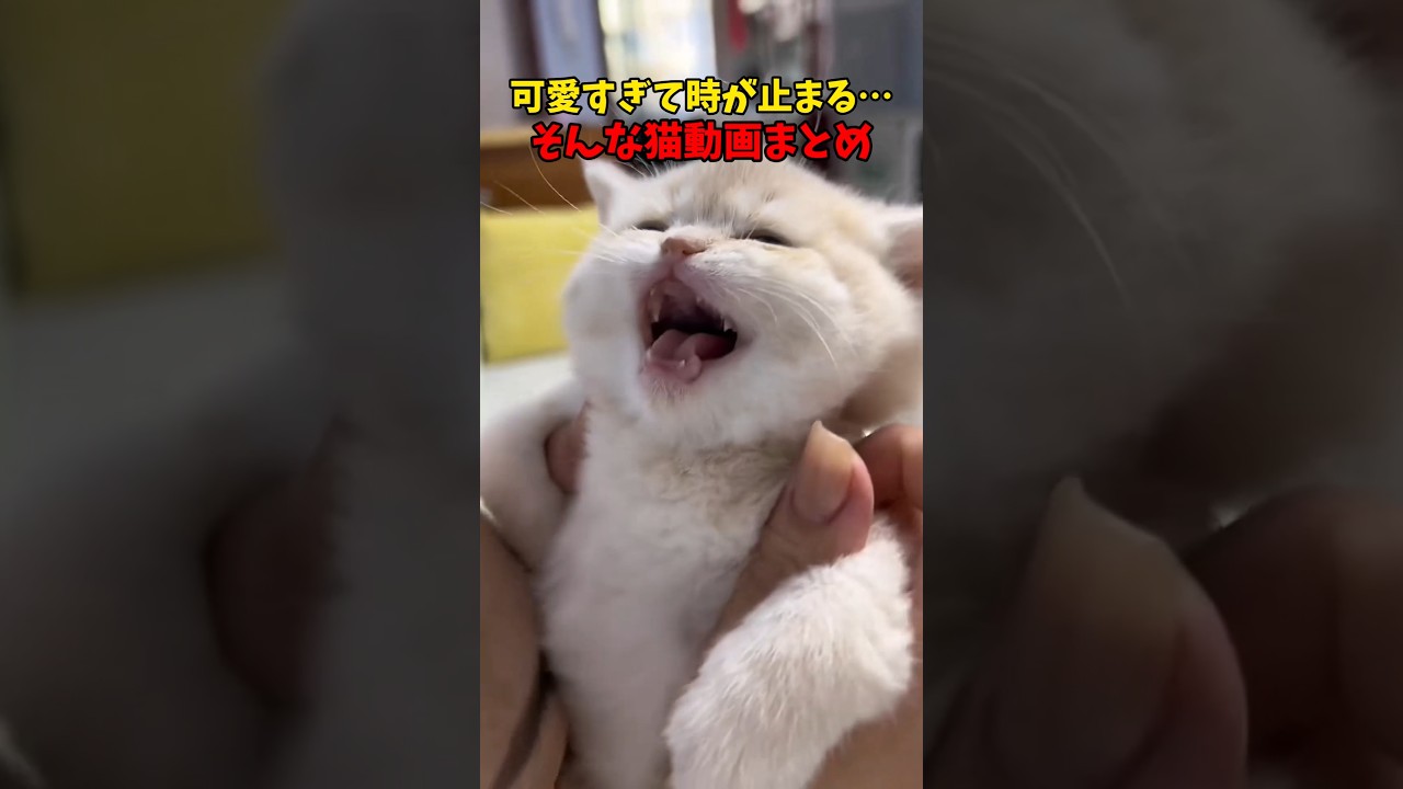 キュートですぅ♥