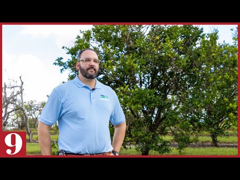 Meet the tree that could save Florida's citrus industry