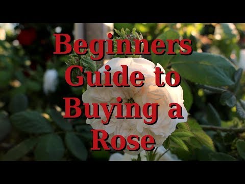 , title : 'Beginners Guide to Buying a Rose Plant'