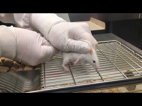 Mouse Subcutaneous (SC) Injection