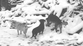 Roger Eno - Recalling Winter video