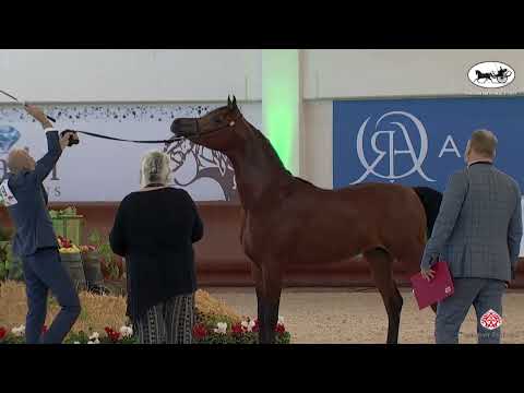 N 49 AG NOBEL RAFEE   Italian Nationals 2022   Colts 2 years old Class 5