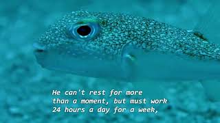 This fish has a question for you and for Charles Darwin