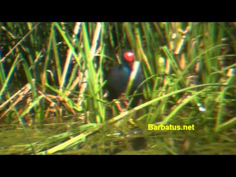 Calamon común ( Porphyrio porphyrio )