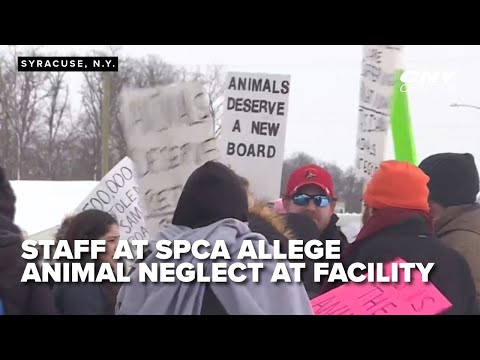 Sidney Ny Spca