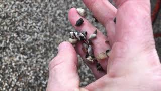 dansk sjösten svart/vit 4-8 mm