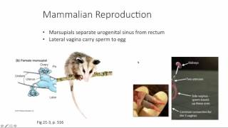 Mammalian Reproduction