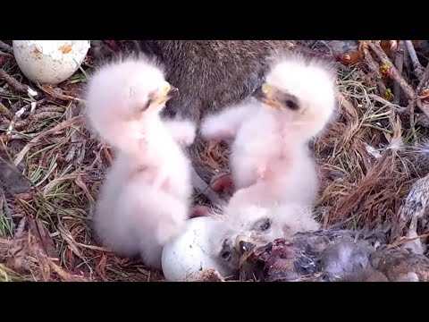 Red-tailed Hawks | L3 hatched, L1 and L2 cute bonking | April 25, 2022