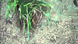 Butterfly Bush.Philadelphia Suburbs: Bucks County, PA: orserlandscaping.com