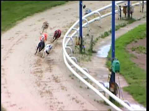 2017 WILLIAM HILL ST LEGER - HEAT 4 - T3 SHANEBOY BOWIE