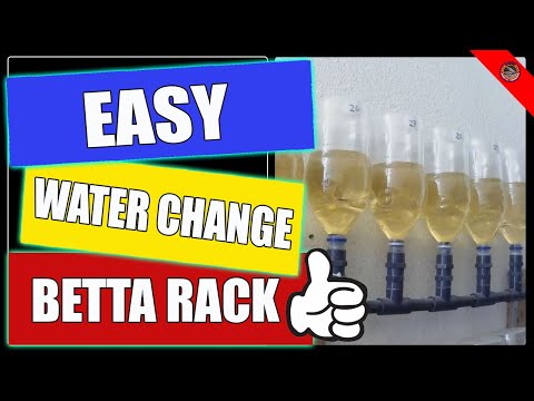 Easy water change Betta rack | Soda Bottle
