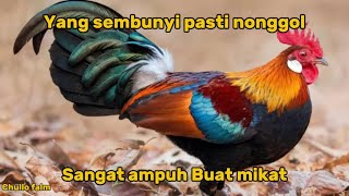 Download lagu JERNIH No 1 !!! suara pikat ayam hutan jantan terbaik 2025 mp3 Download lagu JERNIH No 1 !!! suara pikat ayam hutan jantan terbaik 2025 mp3