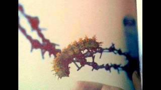 Riverside - Caterpillar And The Barbed Wire