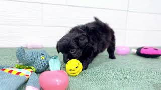 ハーフ犬の動画01