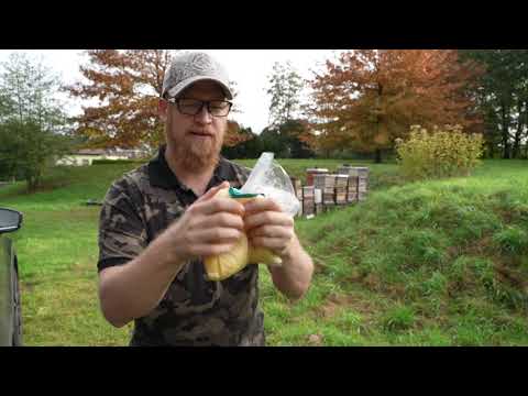 Imkerei: Horror -Durchsicht an Halloween... (Varroa, Sunhive füttern)