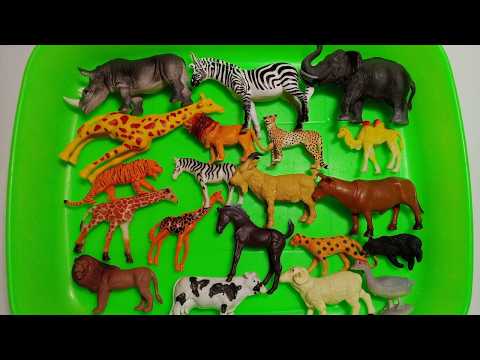 Satisfying Animal Toy Display: Tapping 20 Miniature Wildlife & Farm Figures into Rows
