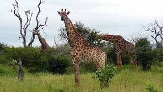 SOUTH AFRICA giraffes Kruger national park (hd-vid