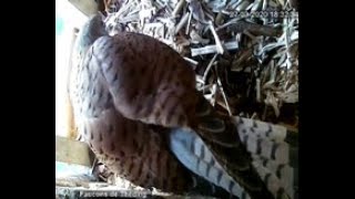 1st visit to the nest box with a fight