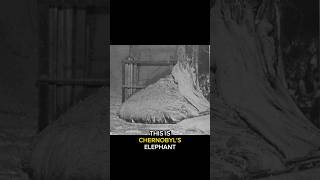 Chernobyl’s Elephant&#39;s Foot
