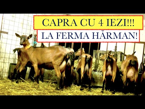 FRENCH ALPINA WITH 4 GOATS FROM THE HĂRMAN FARM! GOAT PRESENTATION! #CityLife!