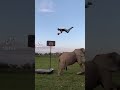 Crazy Elephant Trick Shot