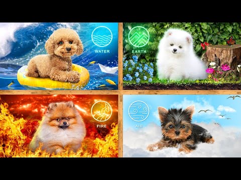 We Adopted 4 Elements Pets! Building Secret Rooms for Fire, Water, Air and Earth Dog