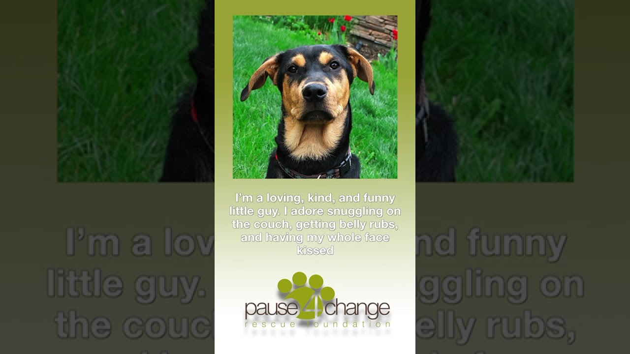 Enlarge Frank, a Adoptable mixed breed in Calgary, AB video 6/6