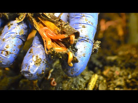 "Original" red wiggler worms fed on day 38 of foraging - vermicompost